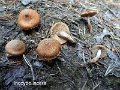 Inocybe lacera-amf1011-1
